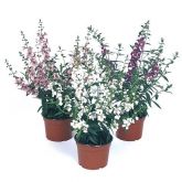 Vaso de Angelonia