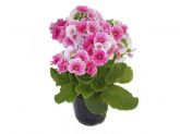 Vaso de Primula