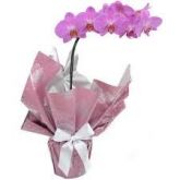 Orquidea Phalaenopsis Pink - R$ 90,00