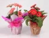 Vaso de Gerbera - R$ 35,00