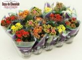 Vasinho Mini kalanchoe
