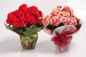 Vaso de Begonia - R$ 45,00