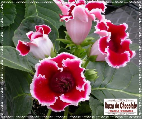 Vaso de Gloxinia