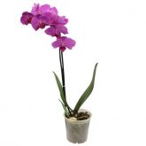 Orquidea Média P 12