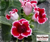 Vaso de Gloxinia