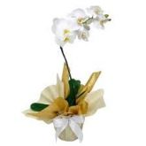 Orquidea Phalaenopsis Branca - R$ 90,00