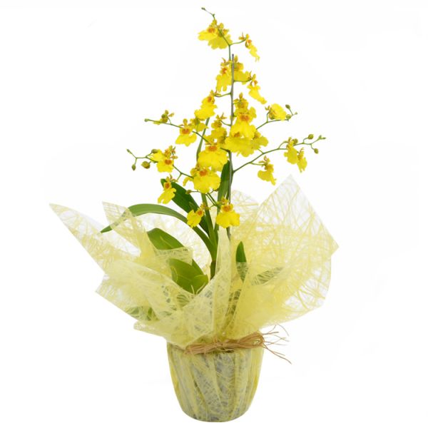 Orquidea Chuvas de Ouro P-15