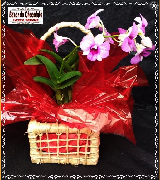 a1-Orquidea Pequena na Cestinha