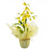 Orquidea Chuvas de Ouro P-15