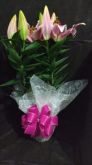Lìrio Rosa