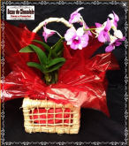 a1-Orquidea Pequena na Cestinha