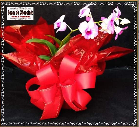 a-Orquídea Pequena