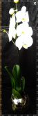 Orquídea no Vidro