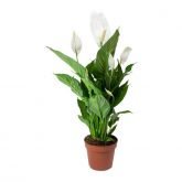 Vaso de Spathiphyllum