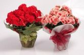 Vaso de Begonia - R$ 45,00